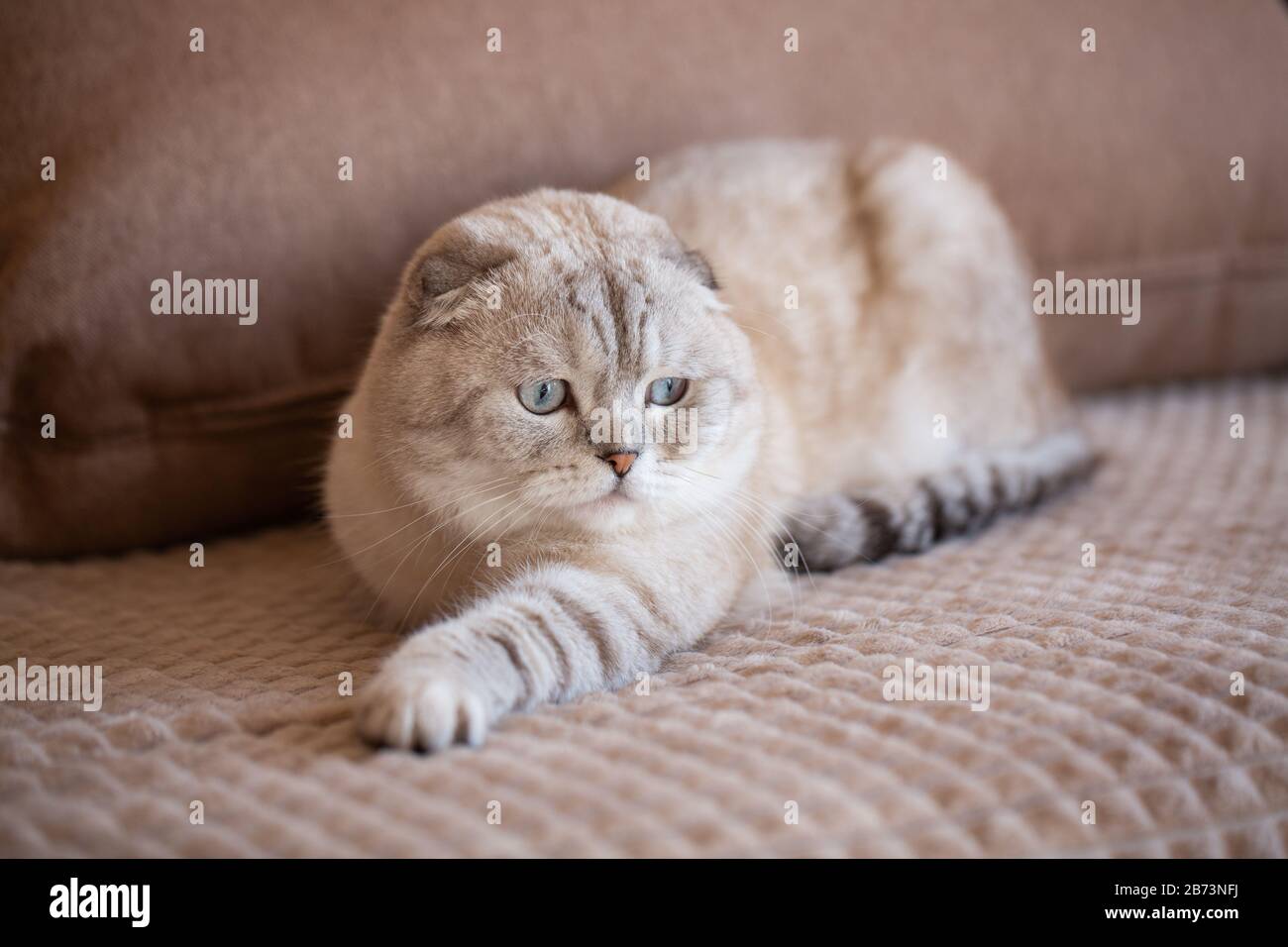 Nette schottische Katze liegt auf der Couch und schaut weg. Stockfoto