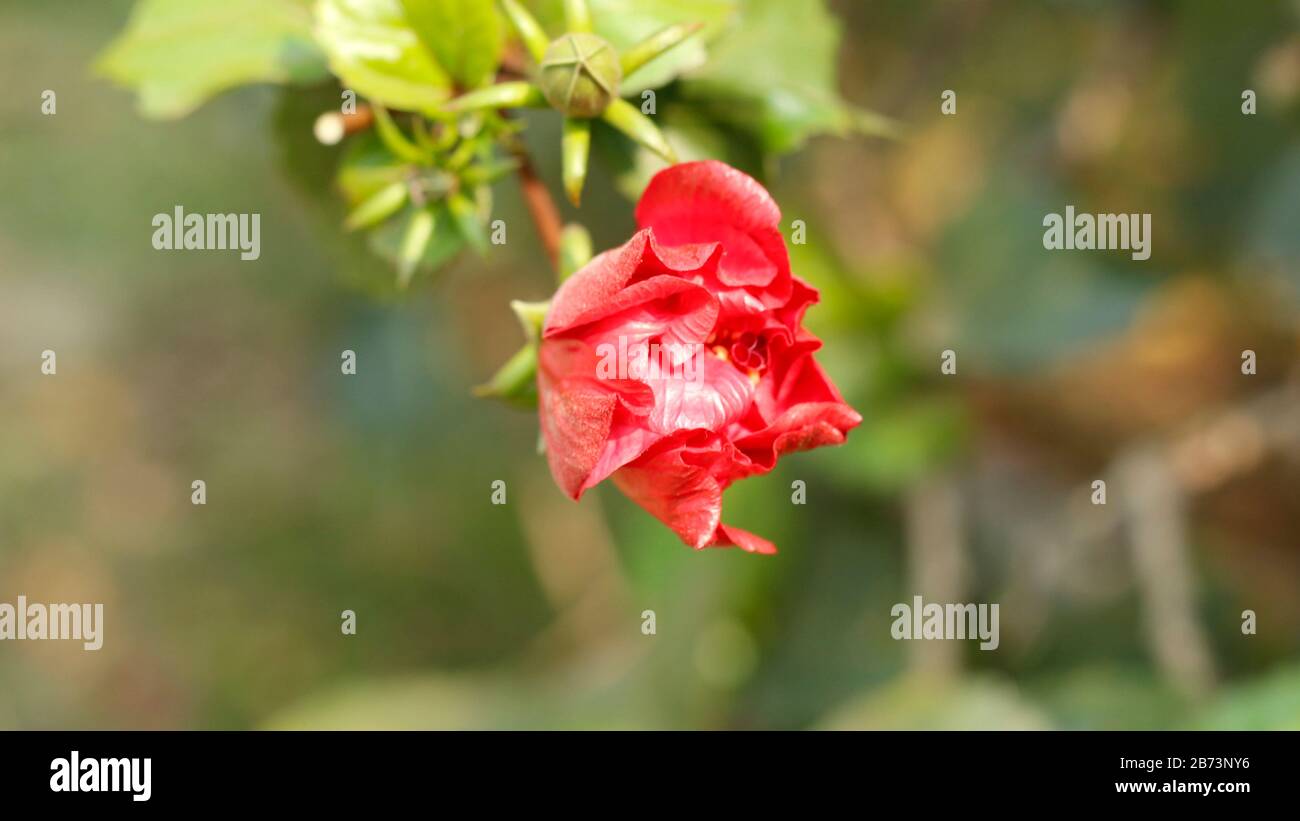 Blutige Blume Im Garten Der Landwirtschaftlichen Universität Stockfoto