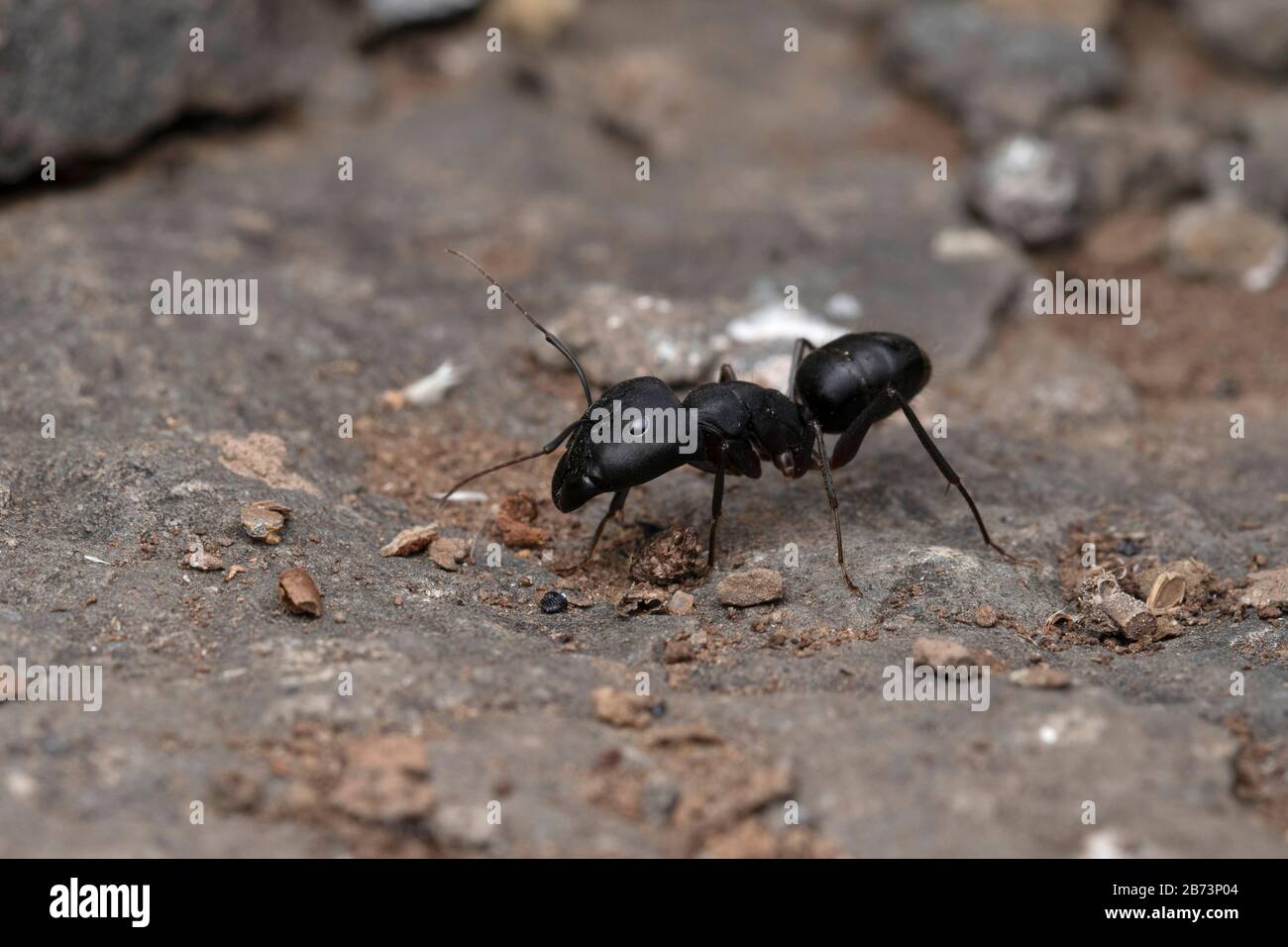 Große schwarze Ameise, Camponotus compressus, Lonand, Satara, Maharashtra Indien Stockfoto