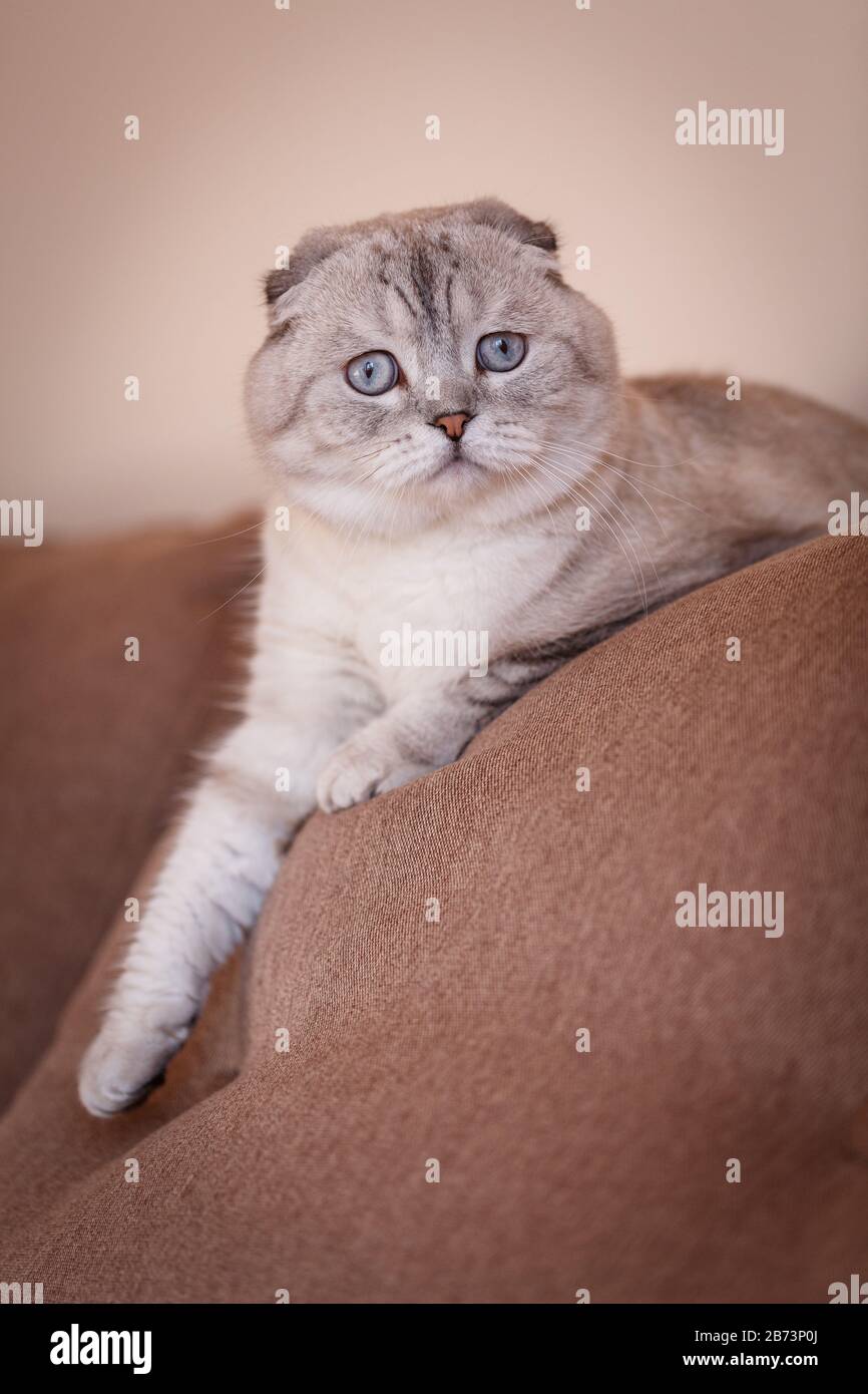 Eine sehr schöne blauäugige Katze liegt auf einem bequemen Stuhl und schaut in die Kamera. Stockfoto