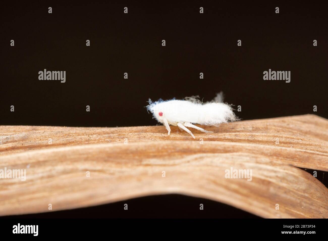 Gemeine Planthopper Nymph, Nilaparvata lugens, Pune, Maharashtra, Indien Stockfoto