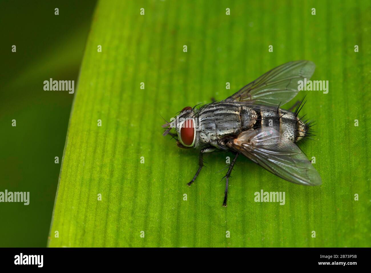 Fly Fly, Sarcophaga bercaea, Sarcophagiden, Pune, Maharashtra, Indien Stockfoto