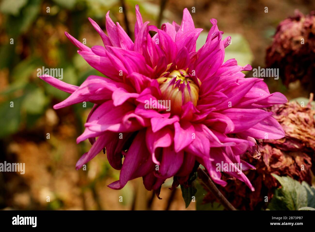 Full HD-Blume im Garten Stockfoto