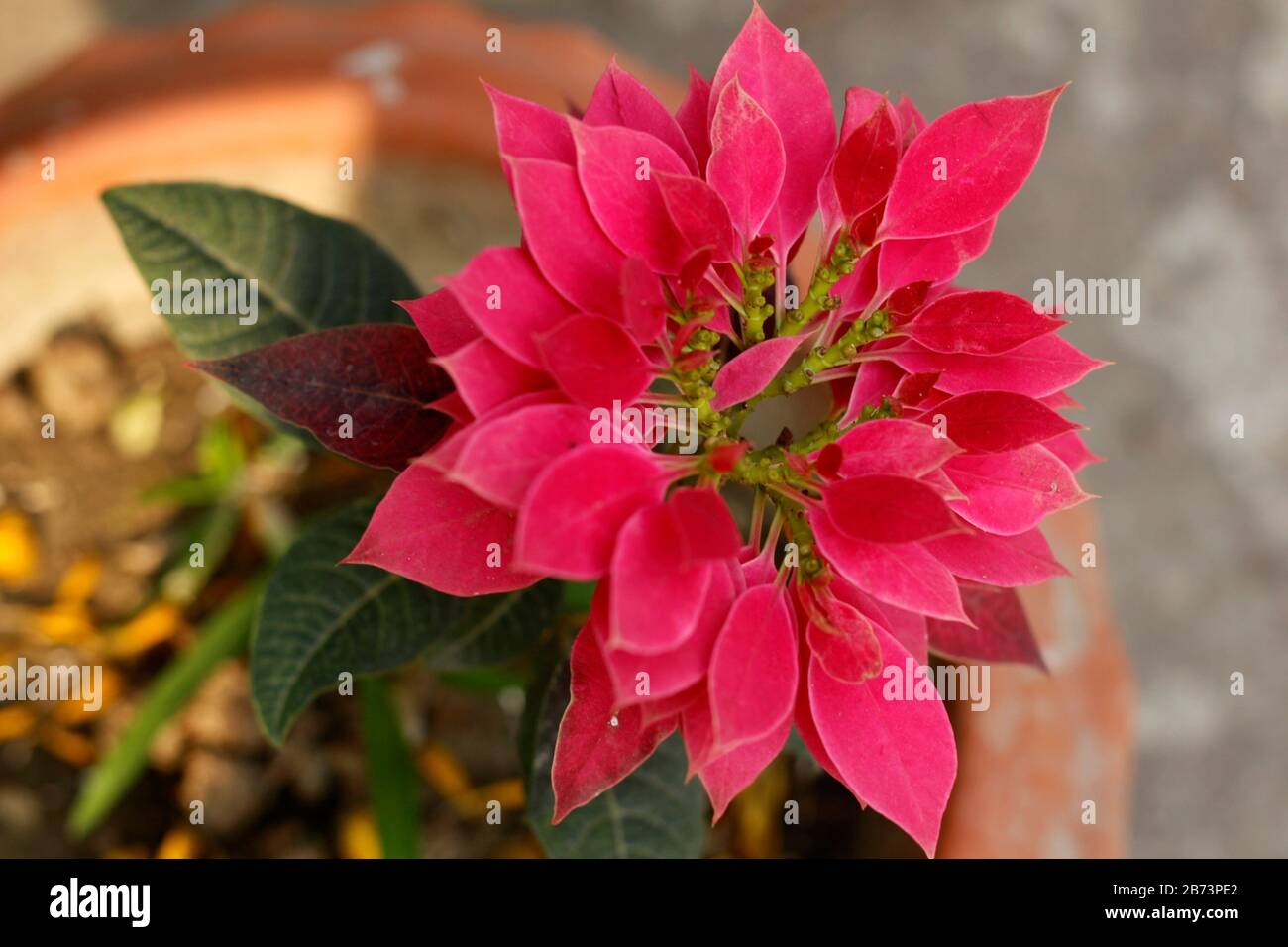 Hochwertige Tob Flower Stockfoto