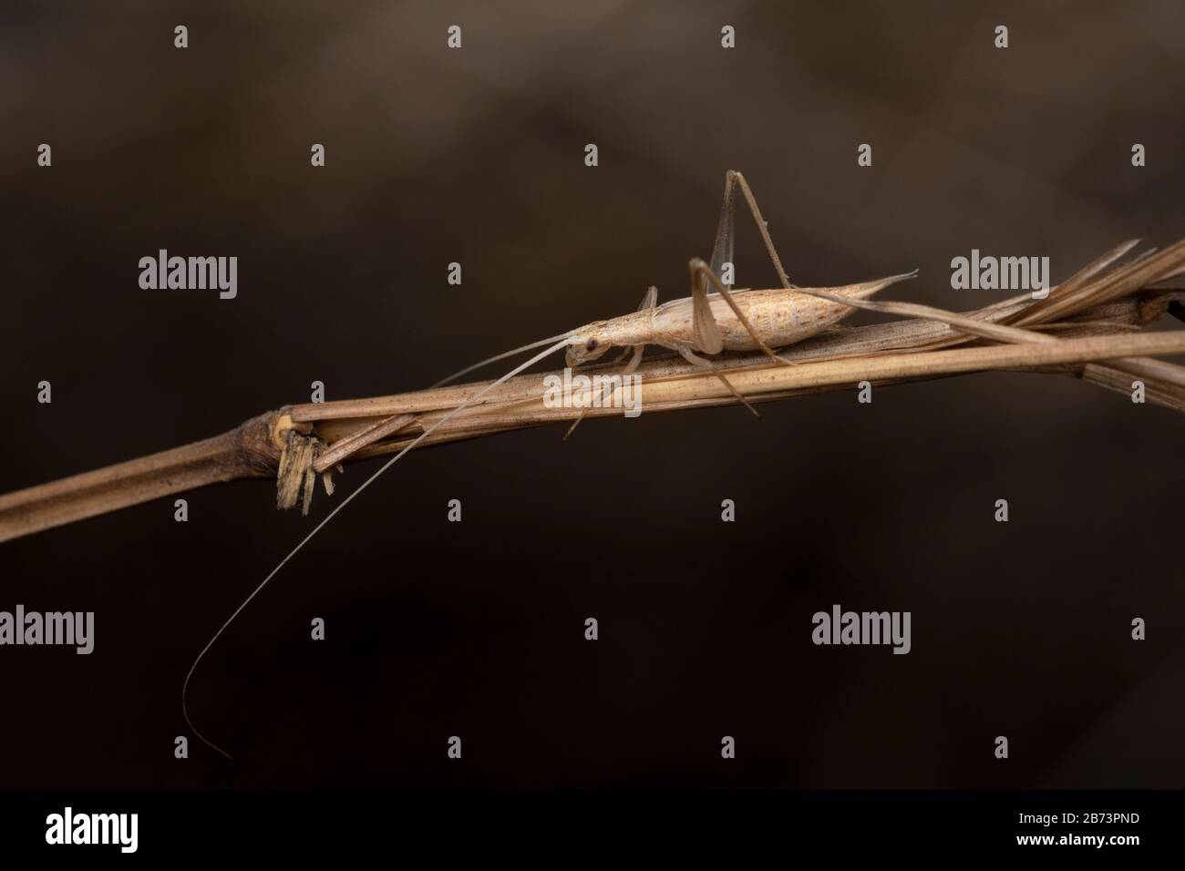 Tree Cricket, Oecanthus bilineatus, Pune, Maharashtra, Indien Stockfoto