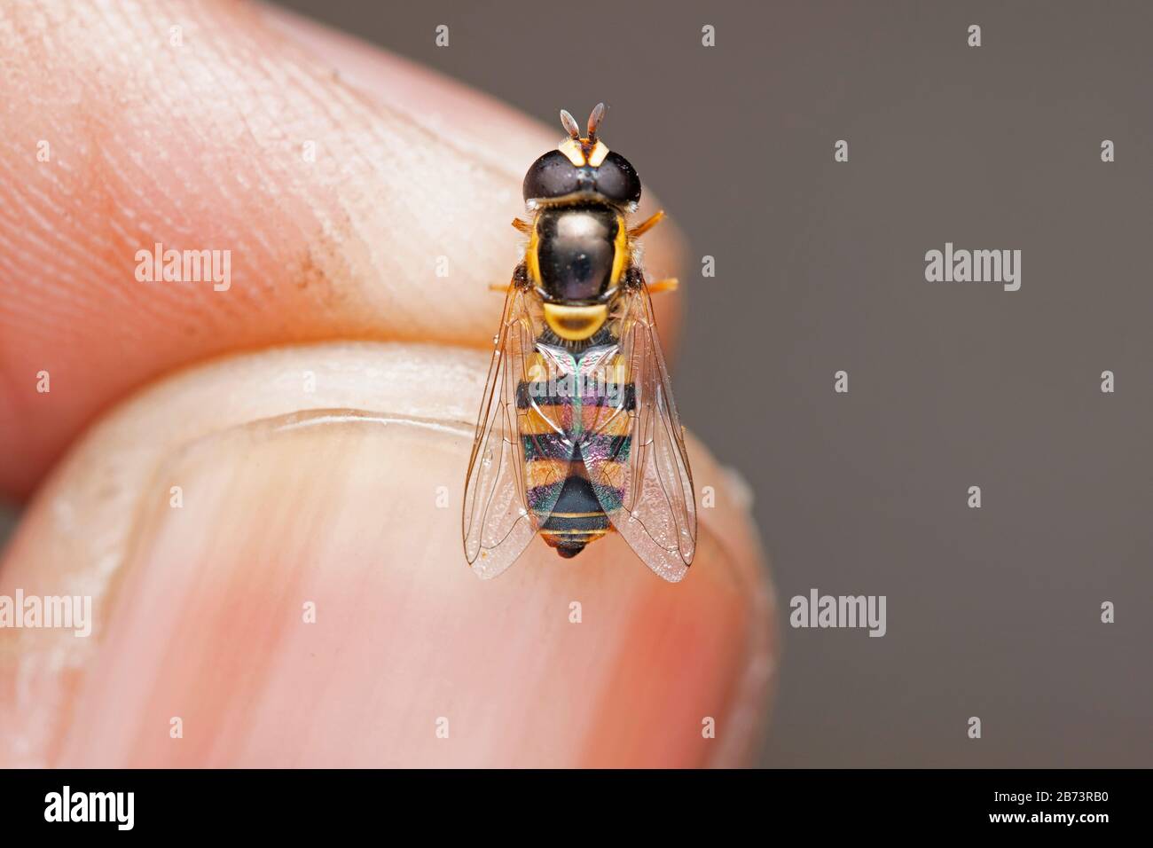 Halten Sie Tote Hoverfly in der Hand, Eristalis transversa, Syrphidias, Pune, Mahrashtra, Indien Stockfoto