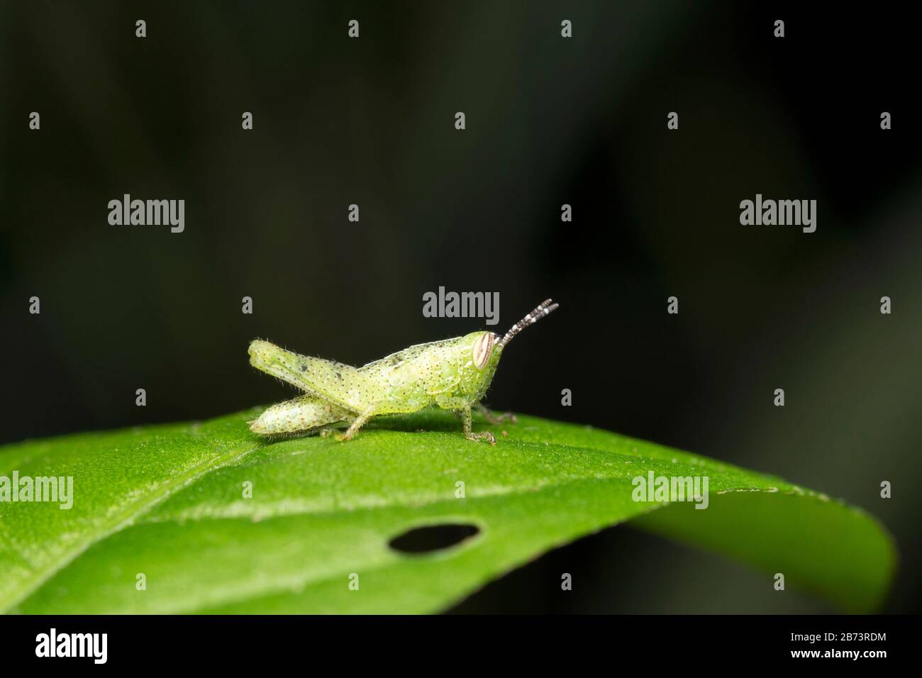 Lateral von Hieroglyphus banian, Reisgrashopper (Fabricius) Juvenile Stockfoto