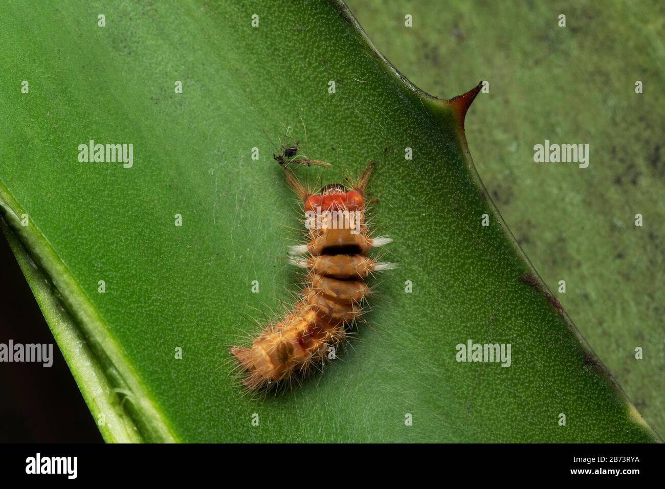 Tussock-Motte-Raupe, Orgyia leucostigma, Pune, Maharashtra, Indien Stockfoto