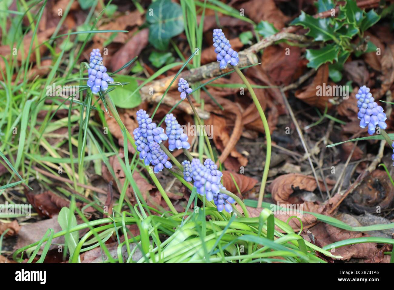 Bluebell Stockfoto