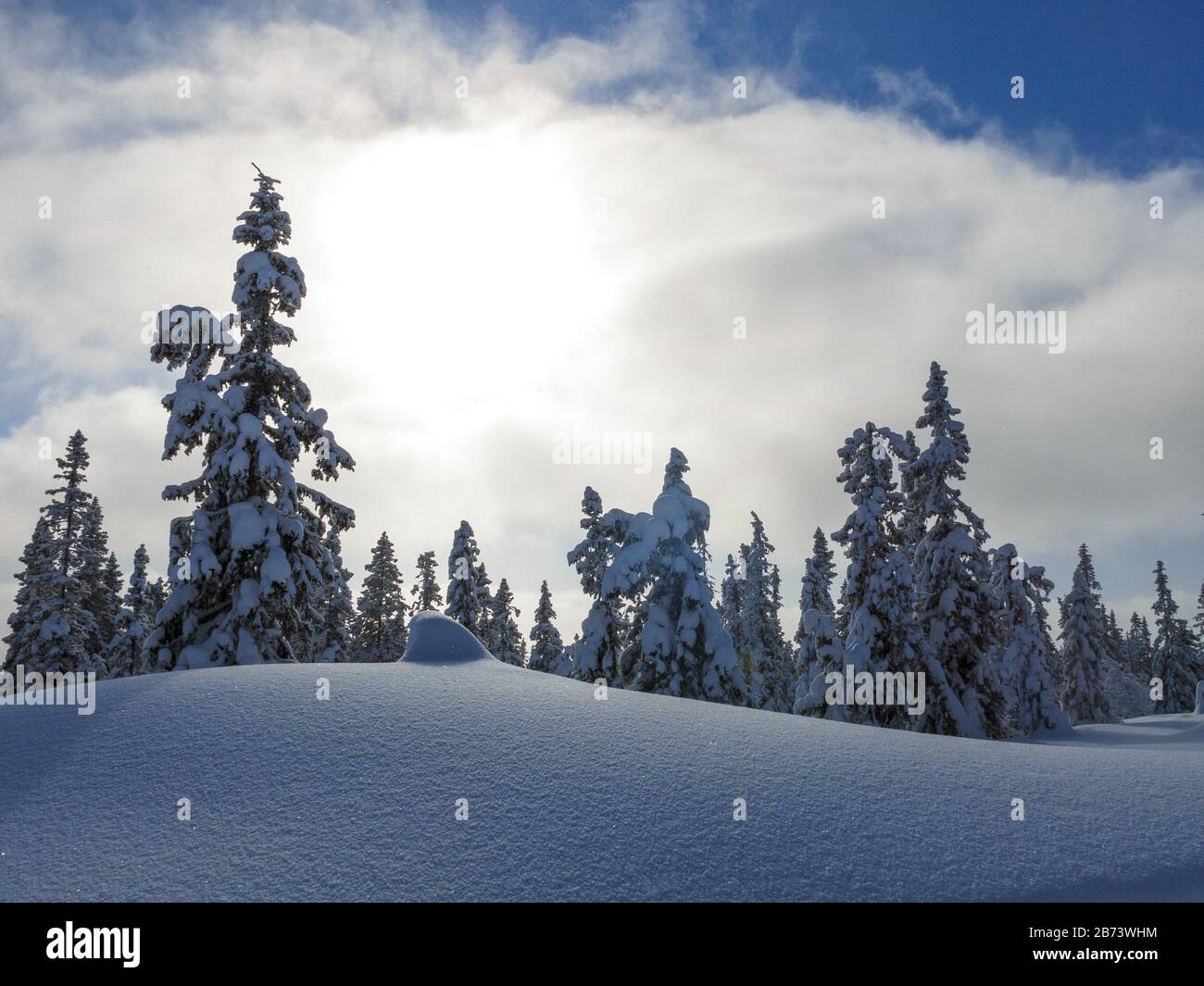 Helle, ausgebrannte Sonne hinter einem dünnen Schleier von Wolken, darüber in verträumter Winterwunderlandlandschaft mit Bäumen und rolligen Hügeln Stockfoto