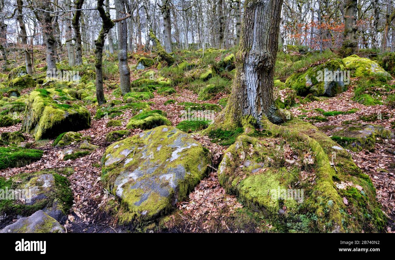 Verzauberter Wald, Padley Gorge, Peak District National Park, Derbyshire, England, Großbritannien Stockfoto