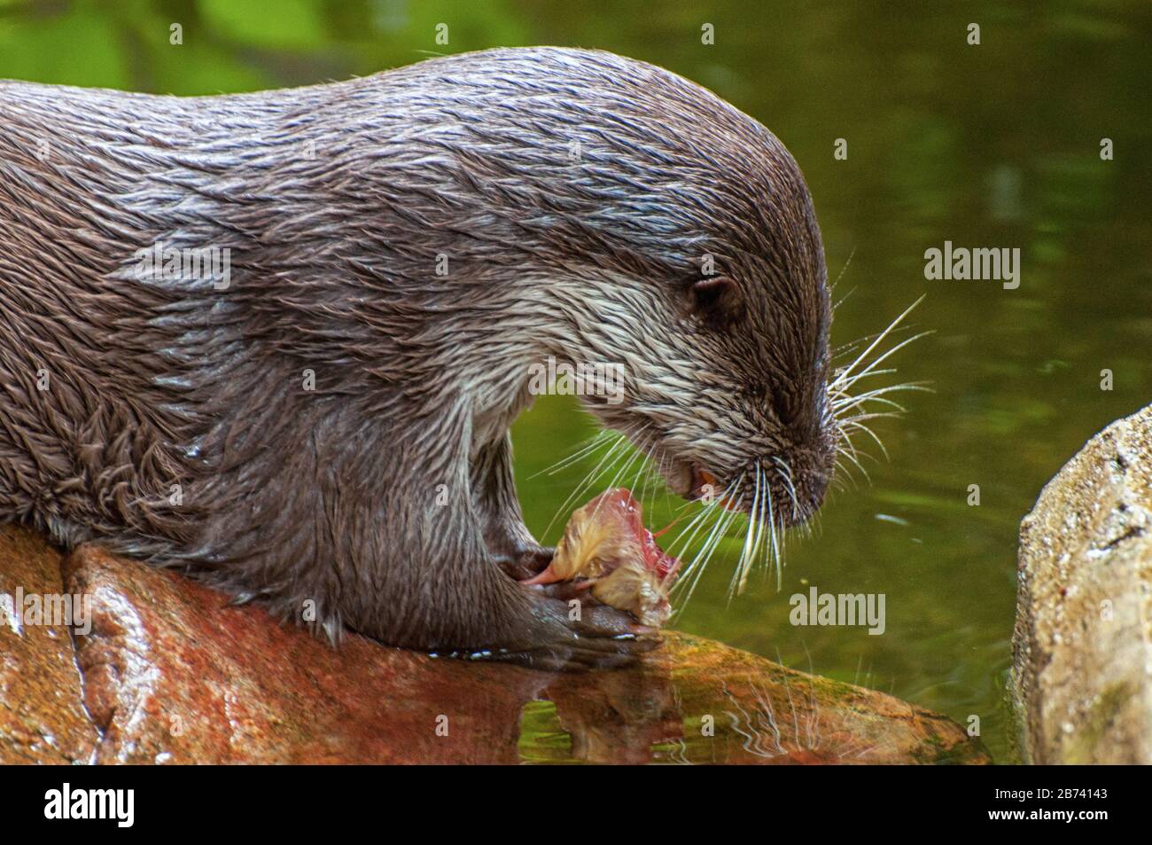 Ein Fischotter frisst seine Beute Stockfoto