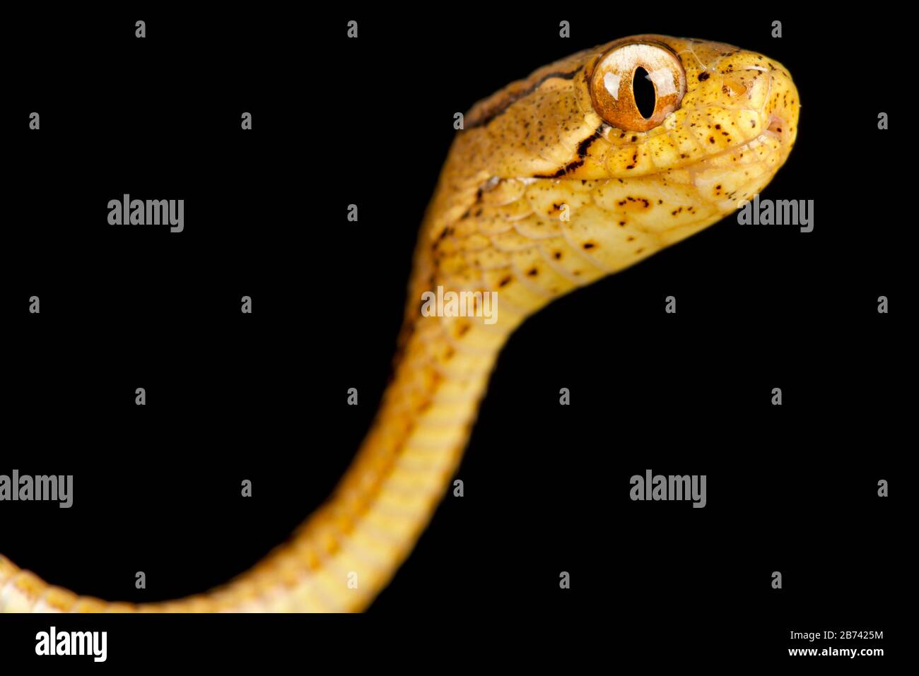 Gefesselte Schlange mit Kekelschlaufeln (PAreas carinatus) Stockfoto