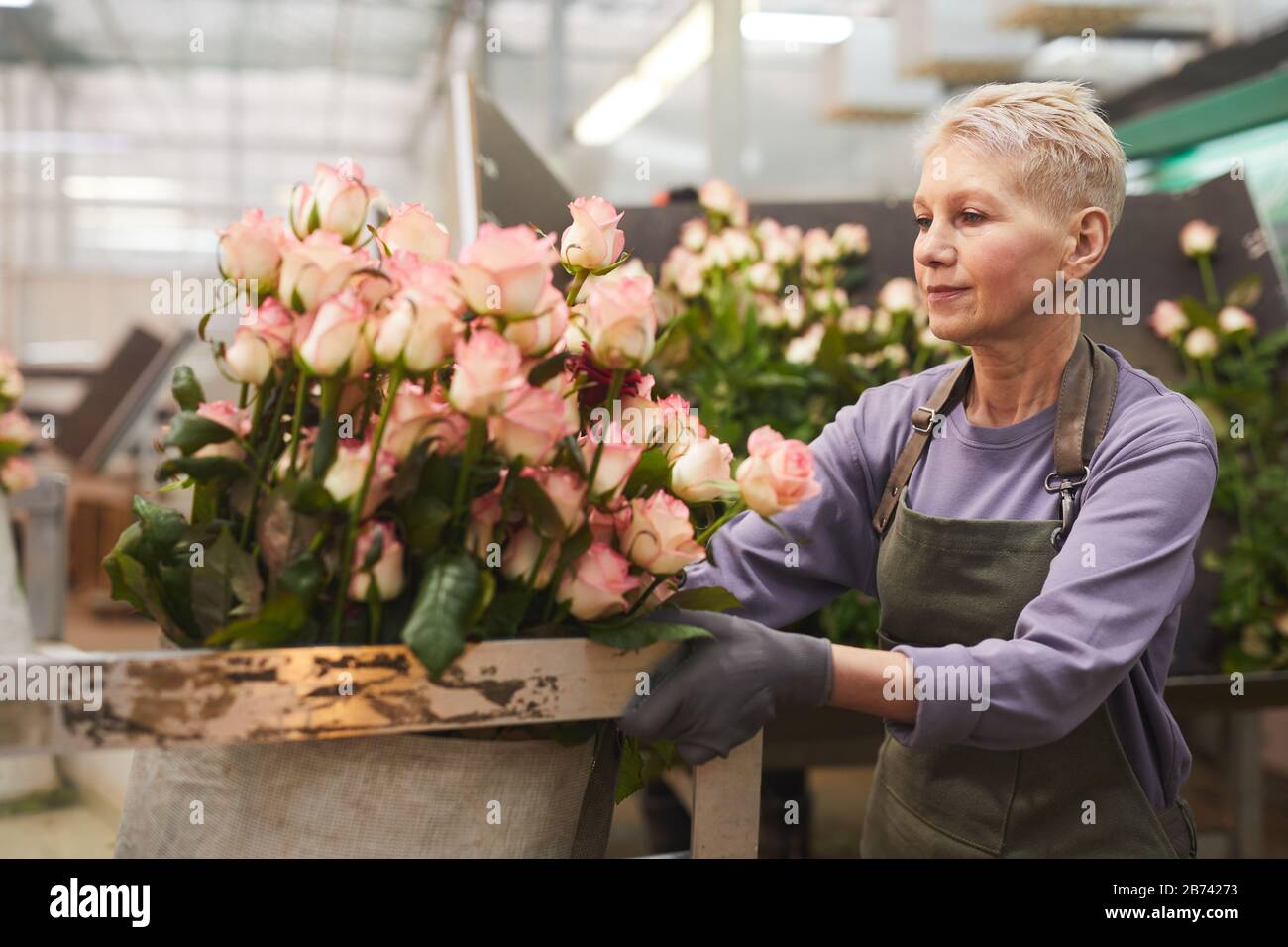 Reife Frau mit kurzer Haarpflege für schöne Rosen während der Arbeit im Gewächshaus Stockfoto