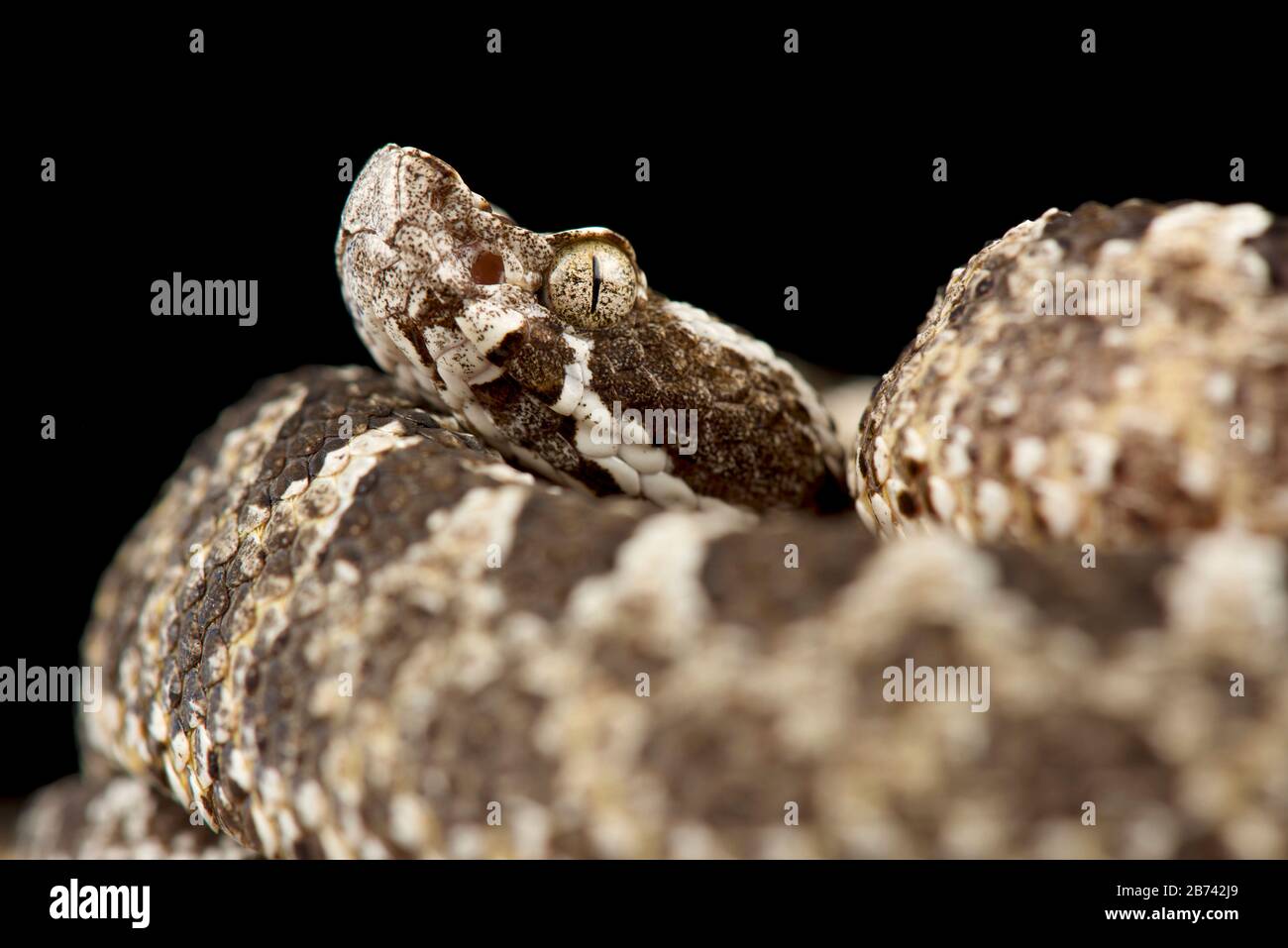 Wüstenlanzenkopf (Bothrops pictus) Stockfoto