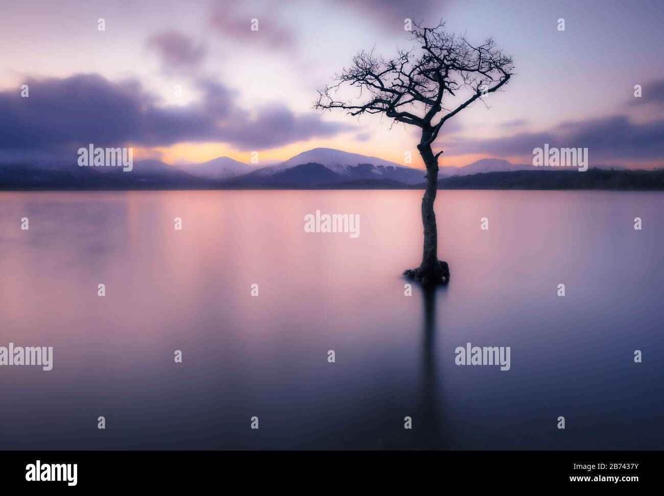 Sonnenuntergang Ein einsamer Baum in Milarrochy Bay Loch Lomond und der Trossachs National Park in der Nähe von Balmaha Stirling Scotland UK GB Europe Stockfoto