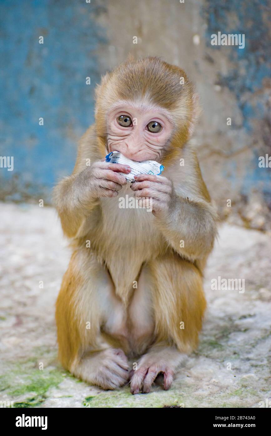 Der Affe ist sehr glücklich, weil er eine Schokolade gefunden hat. Stockfoto