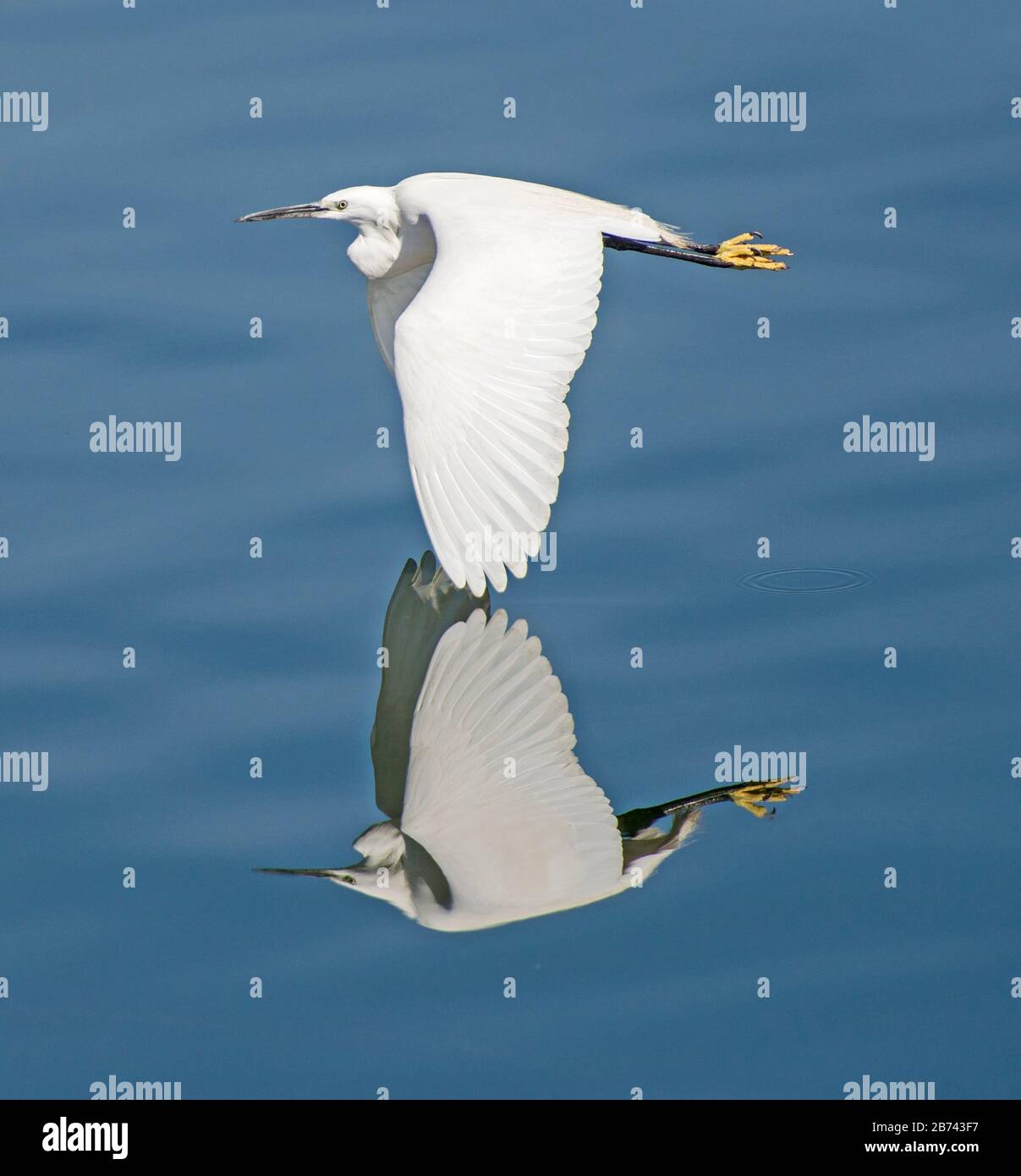 Kleiner Egretta-Garzetta-Wildvogel im Flug über Flusswasser in ländlicher Umgebung mit Reflexion Stockfoto