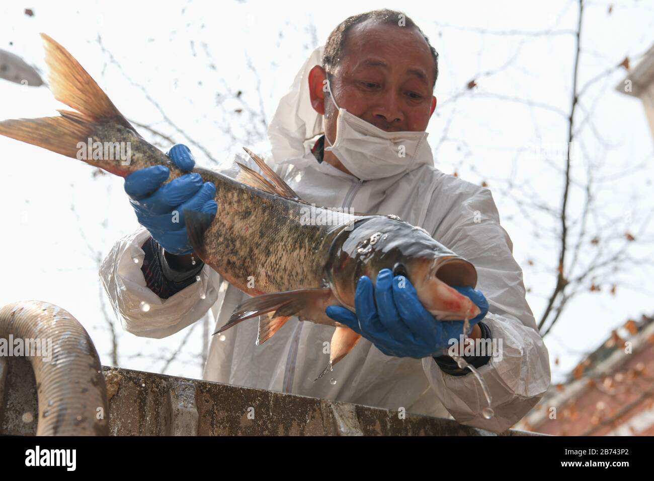 (200313) -- WUHAN, 13. März 2020 (Xinhua) -- EIN Mitarbeiter entlädt Fisch in einer Gemeinde im Qiaokou Distrikt Wuhan, der zentralen chinesischen Provinz Hubei, am 13. März 2020. Die erste Charge von 100 Tonnen Fisch, die aus Hubeis Xianning City transportiert wurden, wurde am Freitag an Gemeinden im Qiaokou Distrikt Wuhan verteilt. (Xinhua/Cheng Min.) Stockfoto