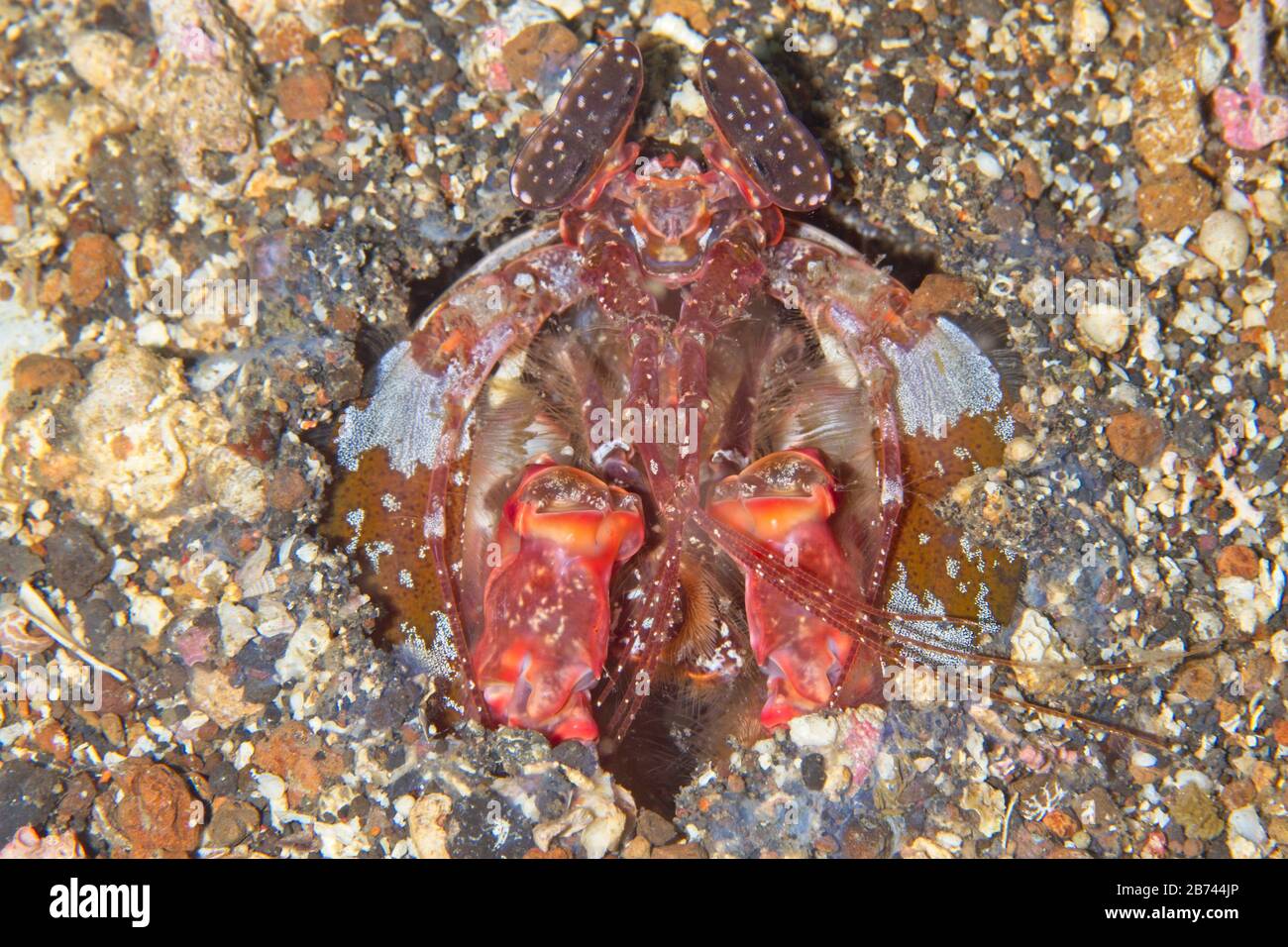 Schneidenden Fangschreckenkrebse (Lysiosquillina Lisa) Lembeh Strait, Indonesien Stockfoto