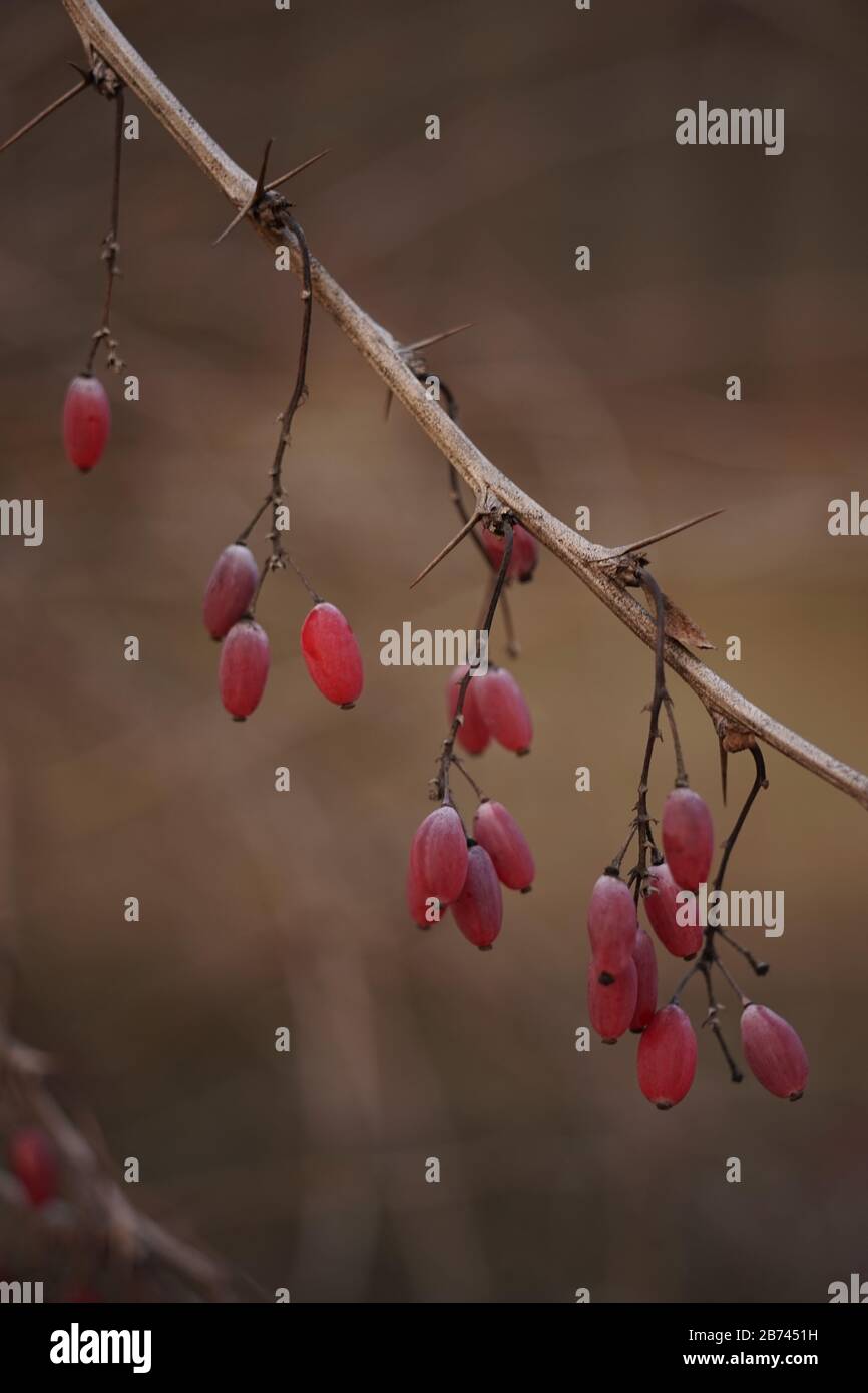 Barbeeren verzweigen mit rosafarbenen Beeren. Selektiver Fokus Stockfoto