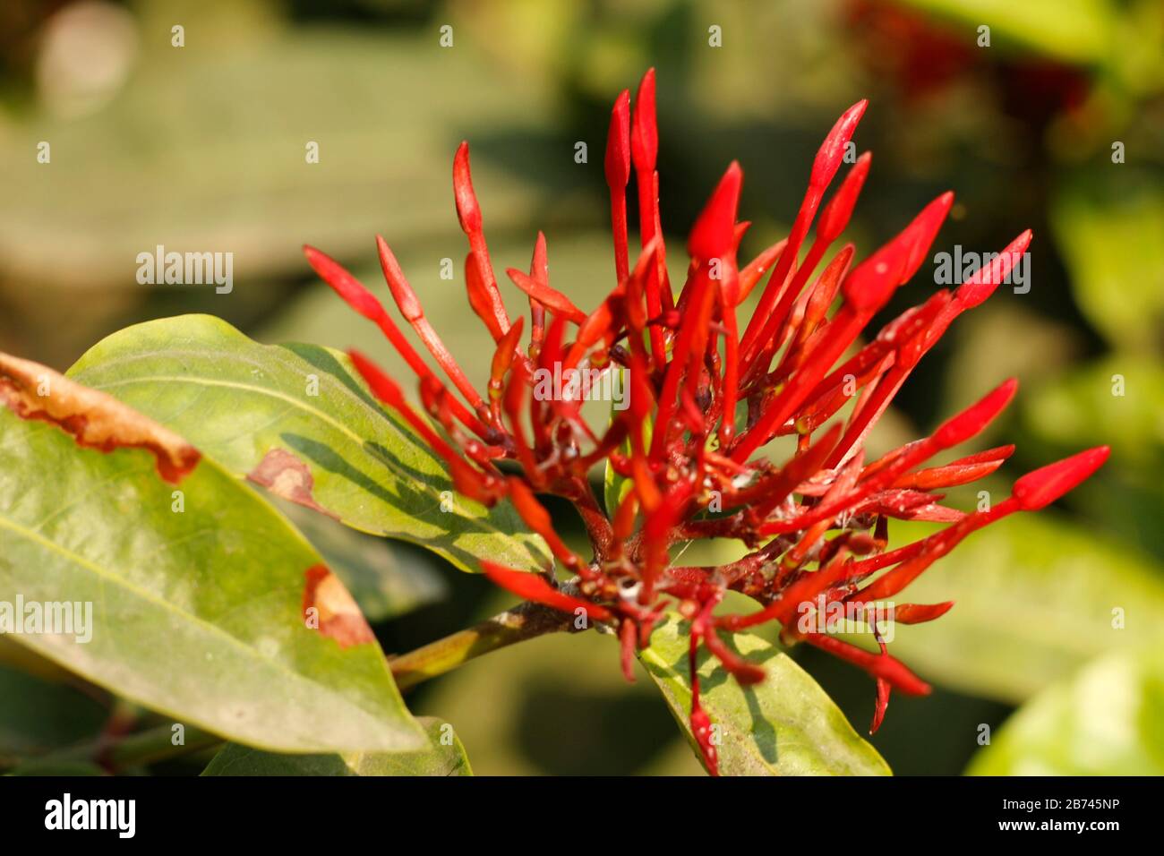 Hochwertige blühende rote Blume im Garten Stockfoto