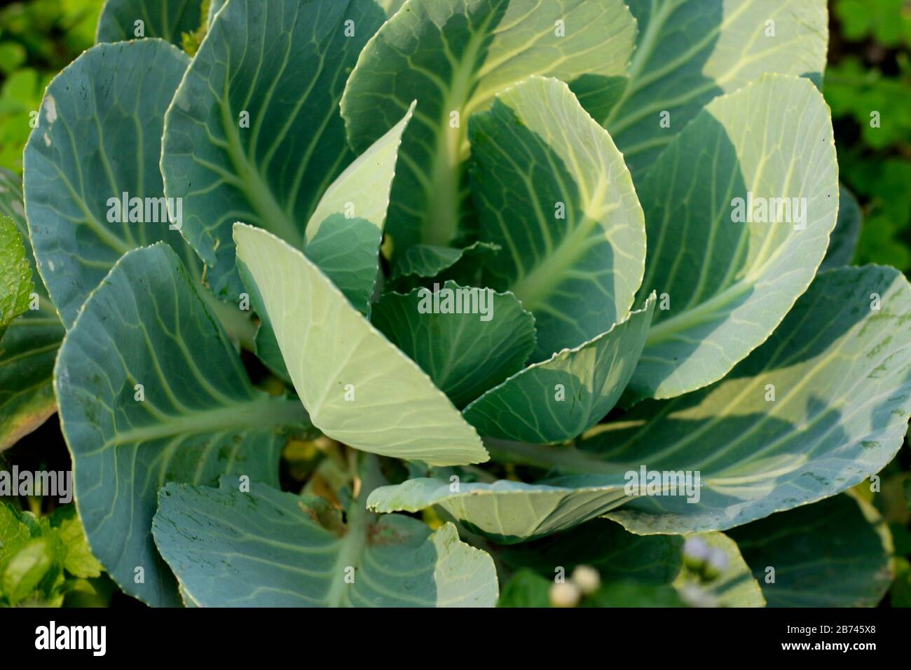 Kohlgarten Im Landwirtschaftlichen Universitätsgarten Stockfoto