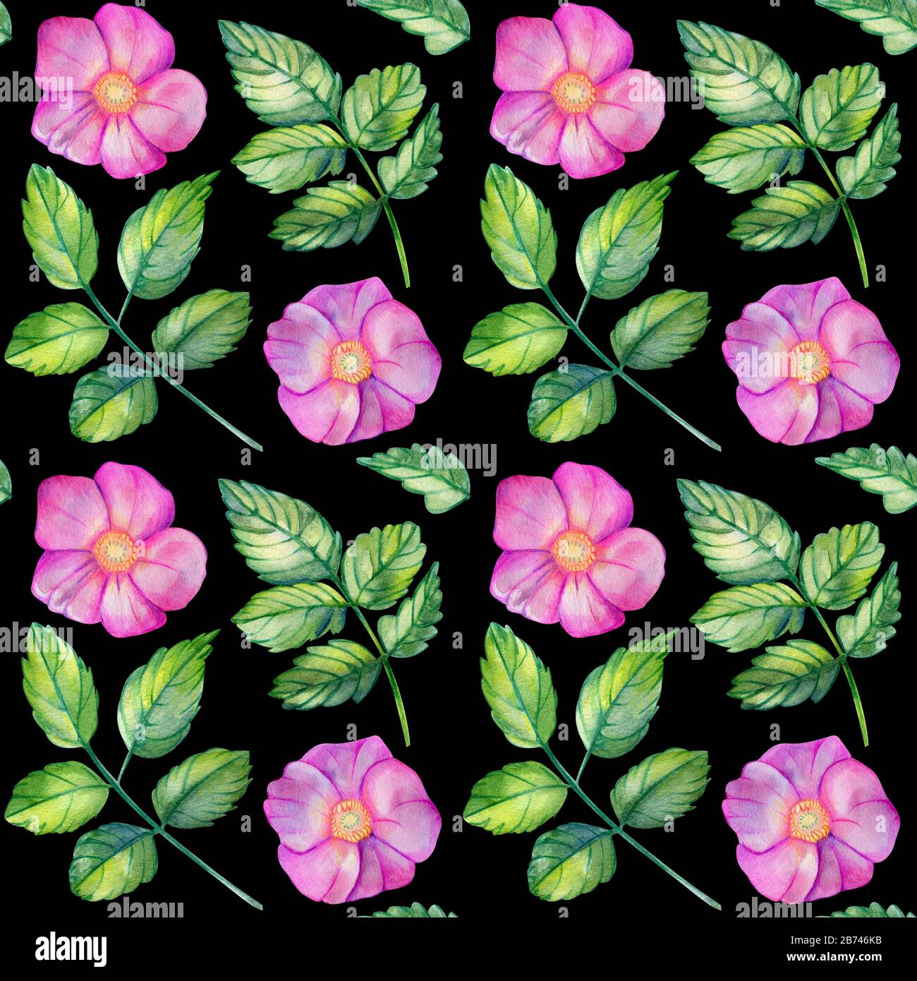 Nahtloses Wasserfarbenmuster mit Rosettenhüften. Rosafarbene Blumen, Blätter, Knospen auf schwarzem Grund. Frühlingsdesign für Hochzeitseinladungen und soziales Netzwerk Stockfoto
