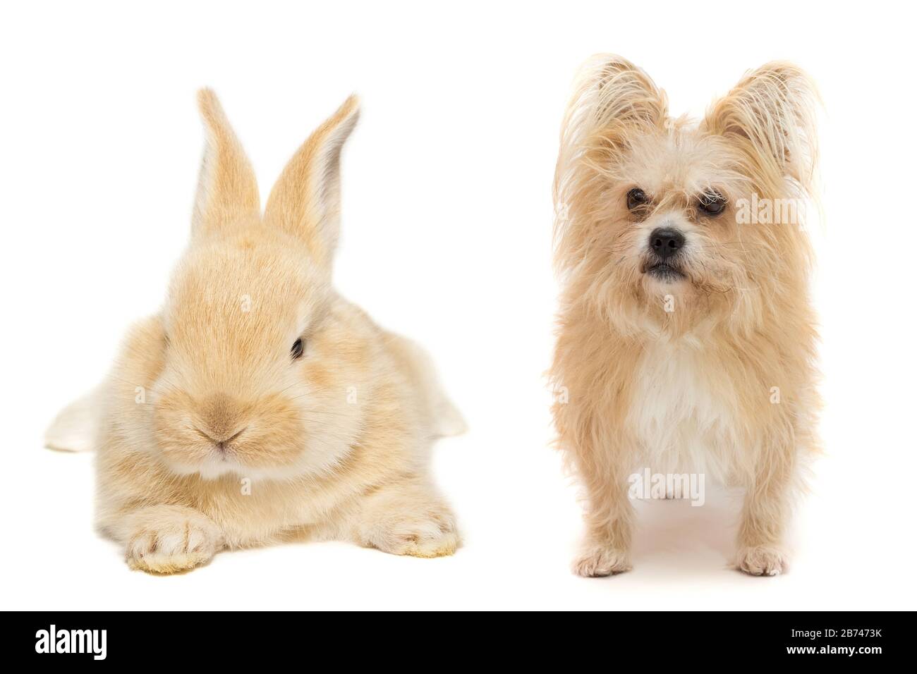 Hund und Kaninchen auf einem weißen, isolierten Hintergrund Stockfoto