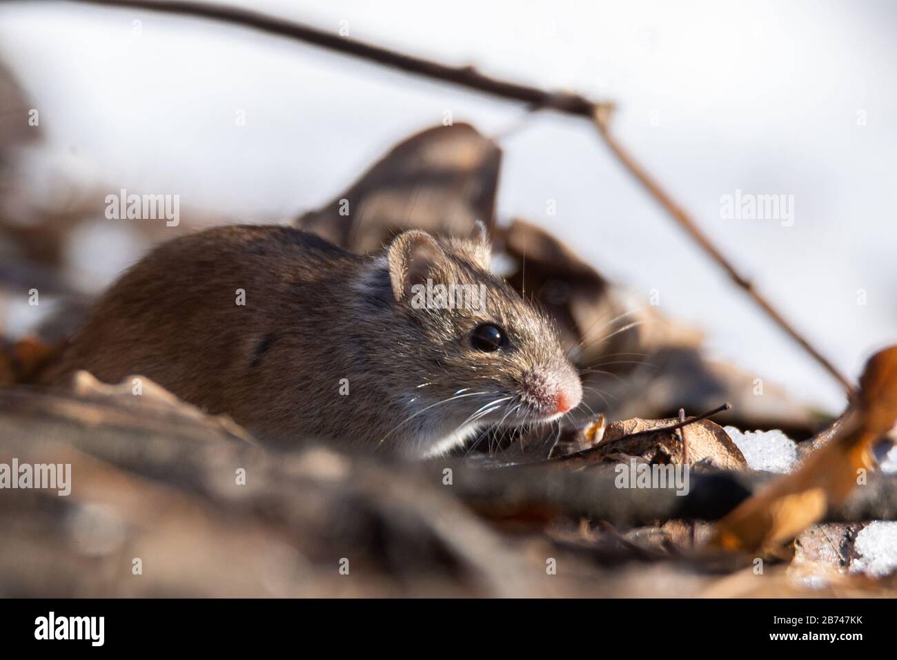 Wildholzmaus auf dem Waldboden sitzend. Wildholzmaus, die auf der Wurzel eines Baumes auf dem Waldboden mit üppiger grüner Vegetation ruht. Hausmaus Stockfoto