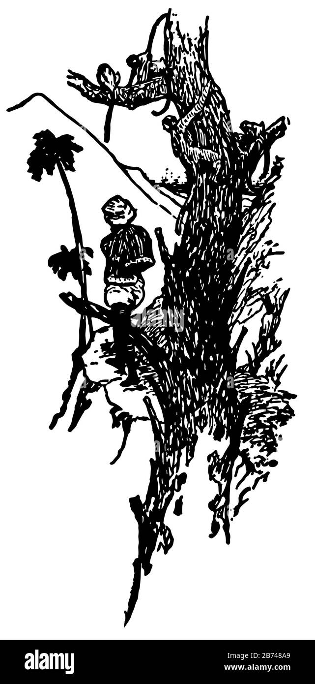 Overland Mail, diese Szene zeigt einen Mann, der Affen auf Baum, Vintage Line Zeichnung oder Gravur Illustration betrachtet Stock Vektor