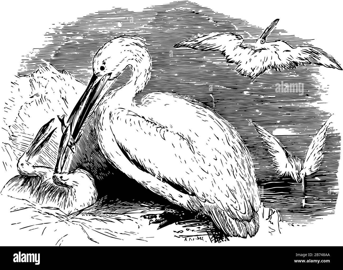 Diese Abbildung stellt Pelikan dar, der seine junge, klassische Strichzeichnung oder Gravurdarstellung füttert. Stock Vektor