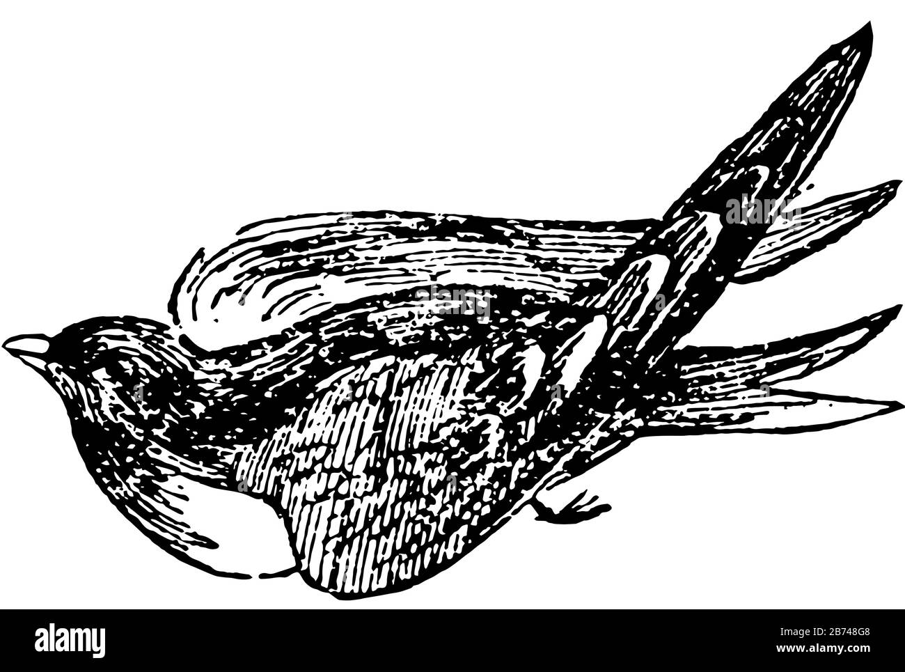 Martin ist ein Vogel der Schwalbenart, Vintage-Linien-Zeichnung oder Gravier-Illustration. Stock Vektor