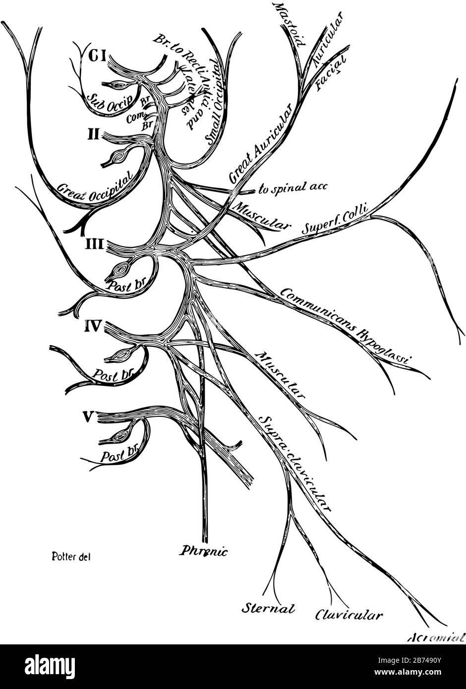 Diese Abbildung stellt Den Zervixplexus der Spinalnerven, die Vintage-Linien-Zeichnung oder die Gravurdarstellung dar. Stock Vektor