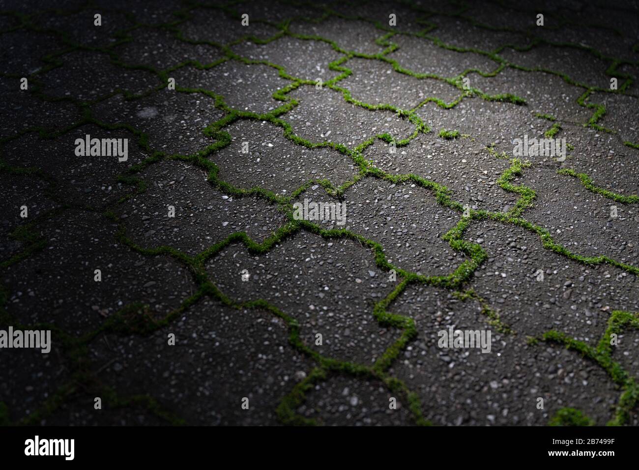 Grünes Unkraut wächst aus den Fugen grauer Betonpflastersteine bei landschaftlich schönem Licht. Stockfoto