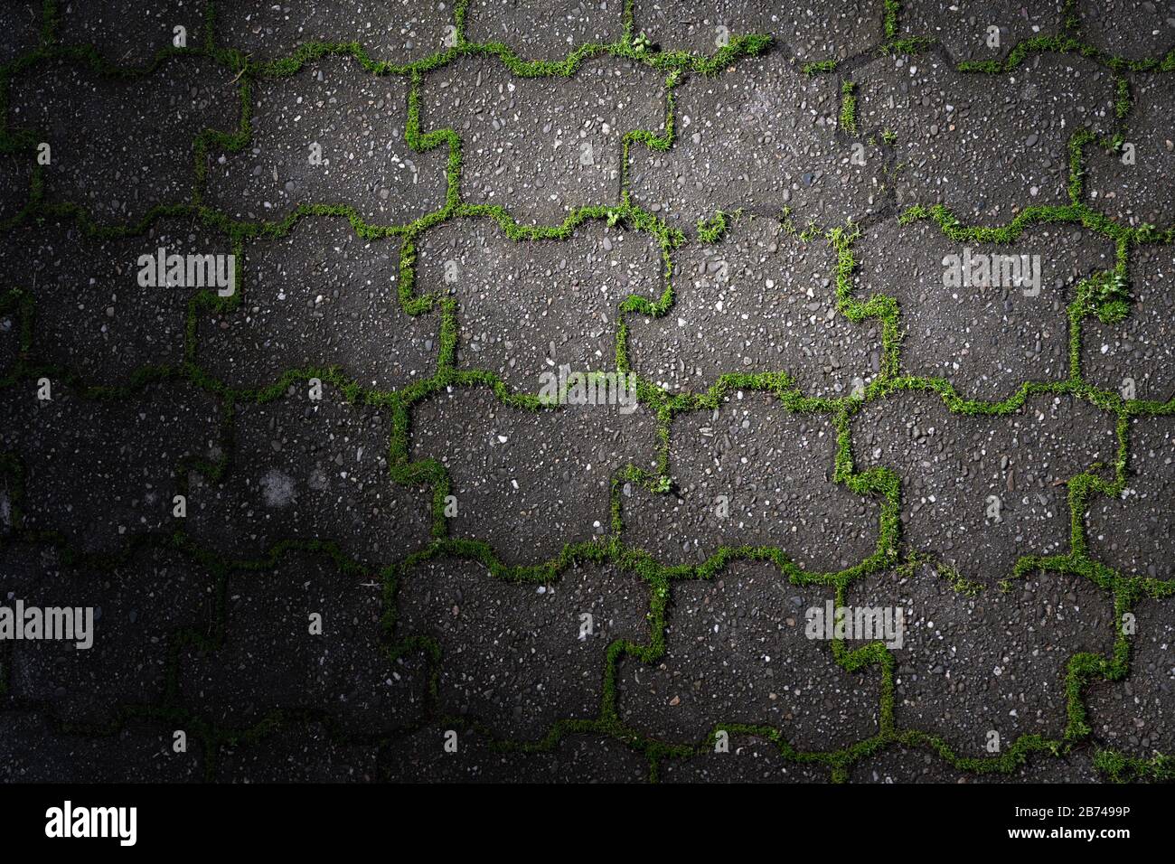 Grünes Unkraut wächst aus den Fugen grauer Betonpflastersteine bei landschaftlich schönem Licht. Stockfoto