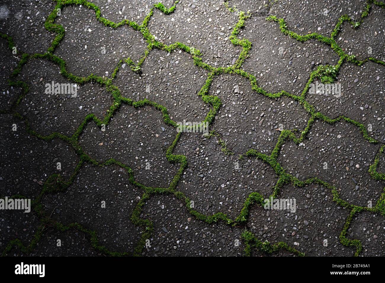 Grünes Unkraut wächst aus den Fugen grauer Betonpflastersteine bei landschaftlich schönem Licht. Stockfoto