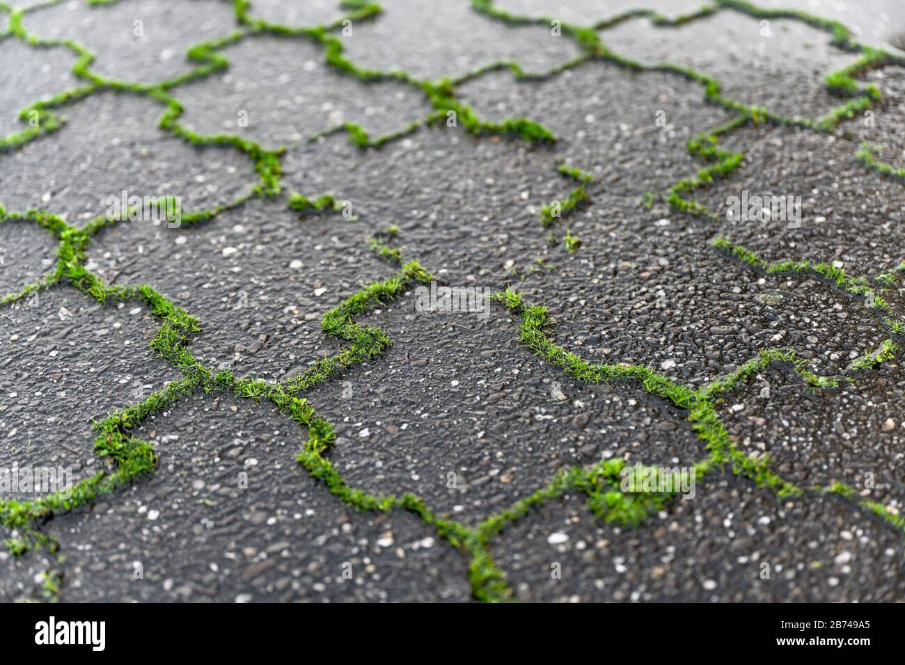 Grünes Unkraut wächst aus den Gelenken von grauen nassen Betonpflastersteinen, die in der Nähe zu sehen sind. Stockfoto
