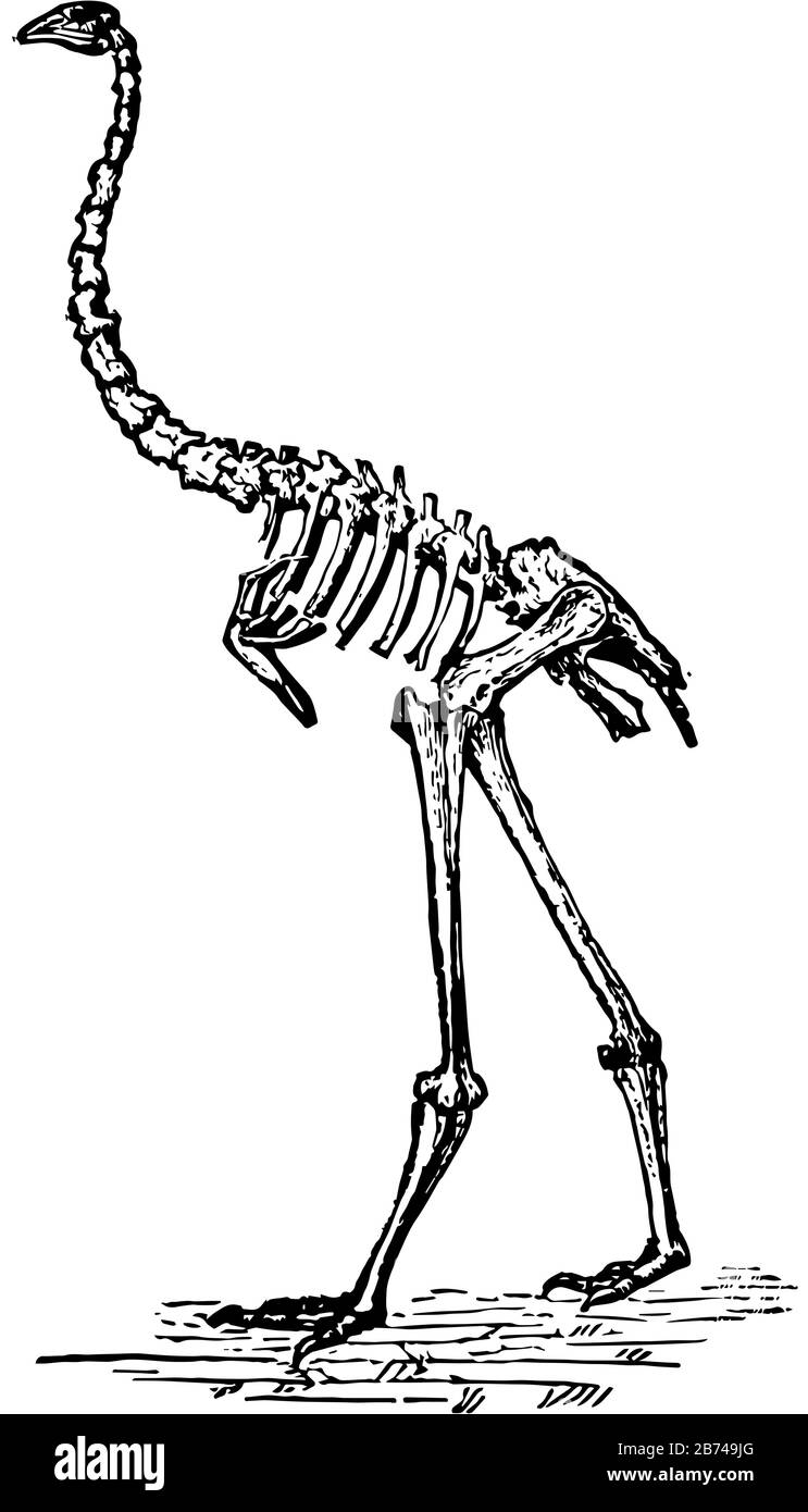 Dinornis Skeleton, wo es ein sehr großer flugunfähiger Vogel ist, Vintage-Linien-Zeichnung oder Gravier-Illustration. Stock Vektor