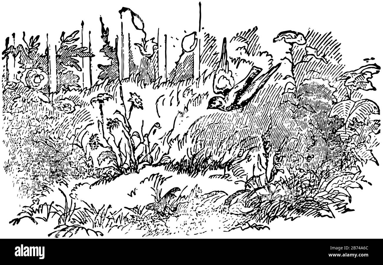 Die Daisy, diese Szene zeigt einen fliegenden Vogel und Blumen und Sträucher um Vogel, Vintage-Linie Zeichnung oder Gravur Illustration Stock Vektor