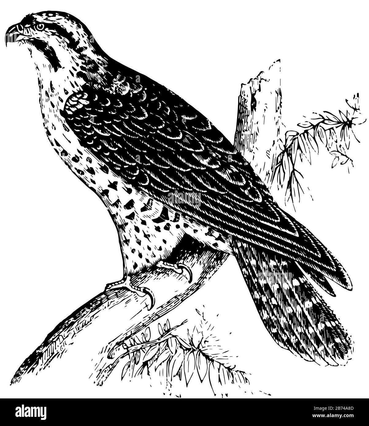 Peregrine Falcon ist leicht zu verstehen, dass diese Vögel überall Terror inspirieren, Vintage Line Drawing oder Gravur Illustration. Stock Vektor