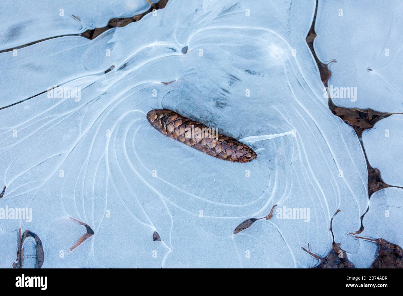 Pinecone steckte in einer gefrorenen Pfütze mit mehreren Rissen. Eisgekühltes, frostiges Winterwetter. Stockfoto