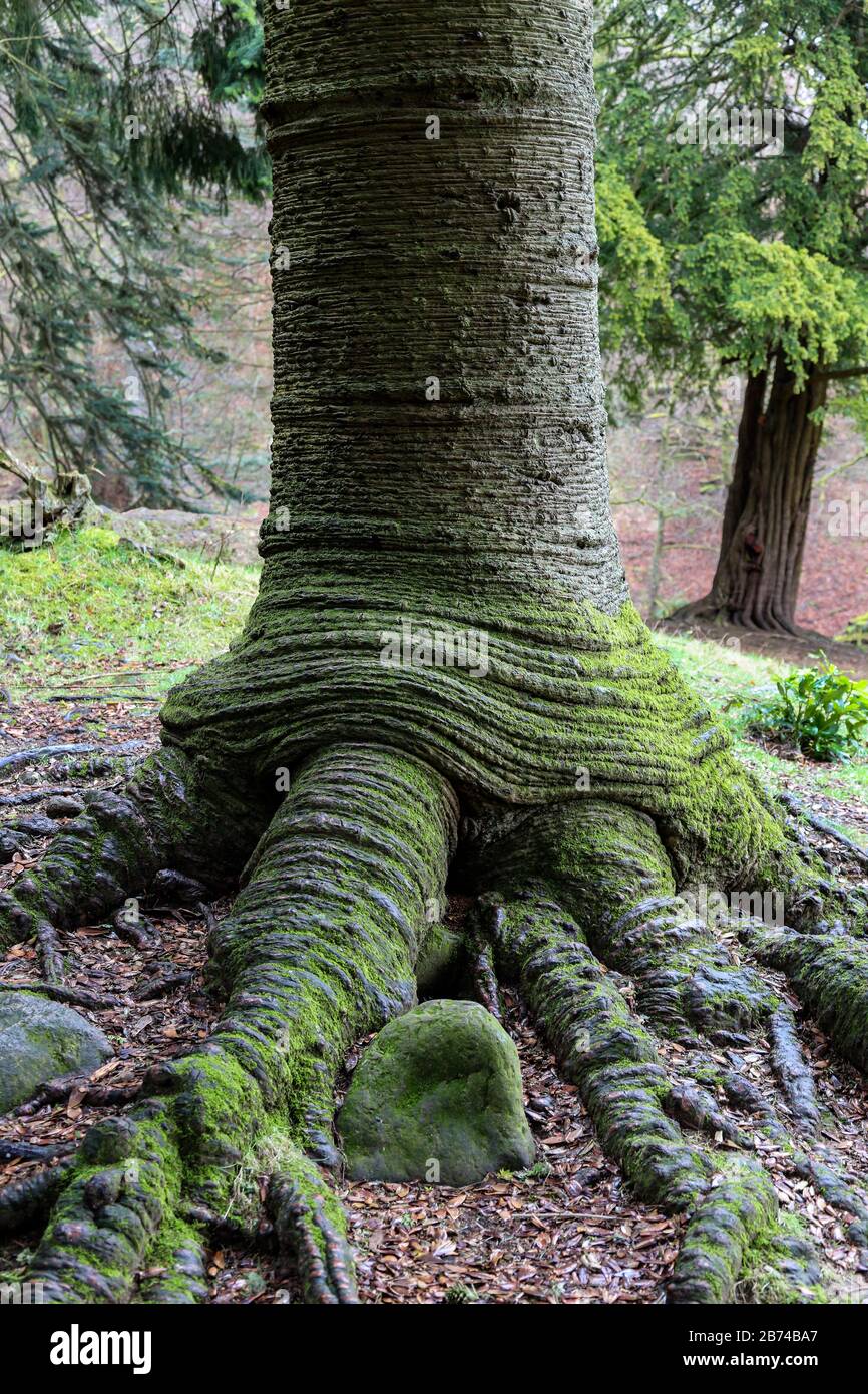 Der Stamm und Die Wurzeln eines Affe Puzzle Tree (Araucaria araucana) Formten Sich Wie eine Prähistorische Claw, Cumbria, England, Großbritannien Stockfoto