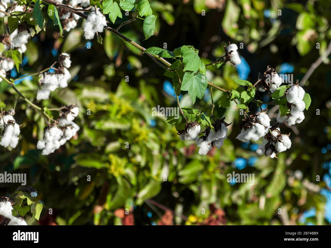 Foto von Zweigen einer Baumwollpflanze gegen grüne Blätter. Stockfoto