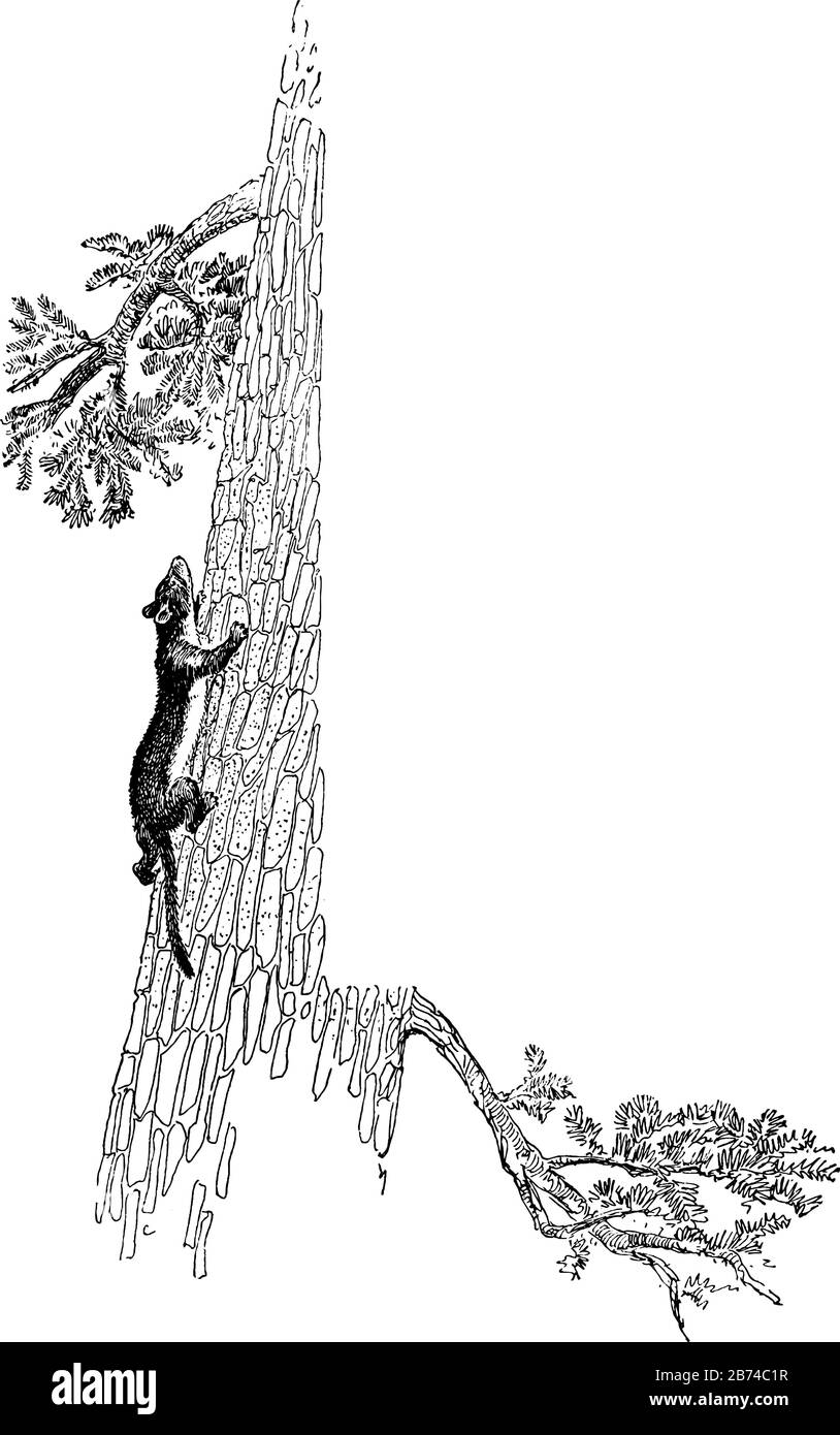 Weasel und Baum in diesem Rahmen, Vintage-Linien-Zeichnung oder Gravier-Illustration. Stock Vektor