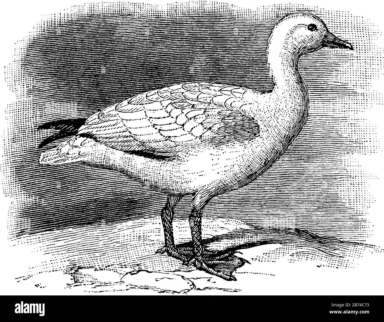 Schneegans, bei der das Gefieders im Allgemeinen weiß ist, mit schwarzen Spitzen auf den Flügeln, Vintage-Zeichnung oder Gravurzeichnung. Stock Vektor