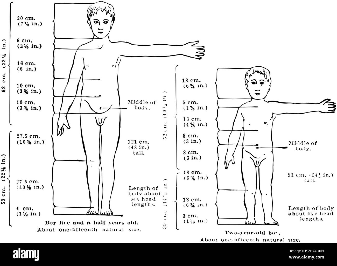 Proportionen des Körpers und der Kopfgröße eines Gesundheitskindes im Alter von 2 und 5 Jahren, Vintage-Linien-Zeichnung oder Gravurdarstellung. Stock Vektor