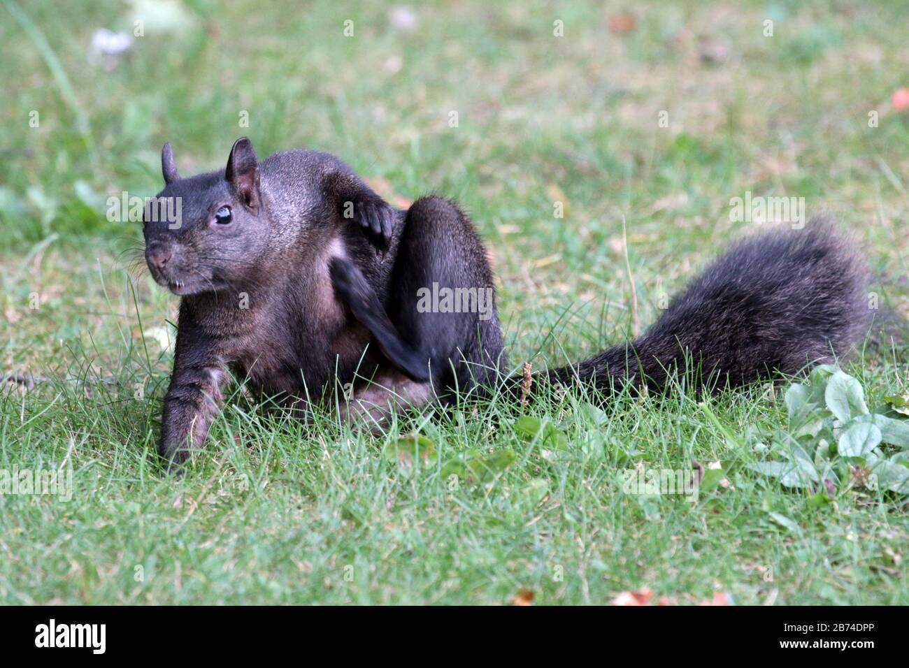 Eastern Grey Eichhörnchen im Hinterhof Stockfoto