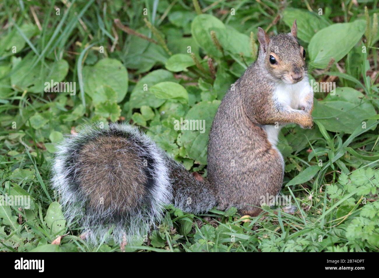 Eastern Grey Eichhörnchen im Hinterhof Stockfoto