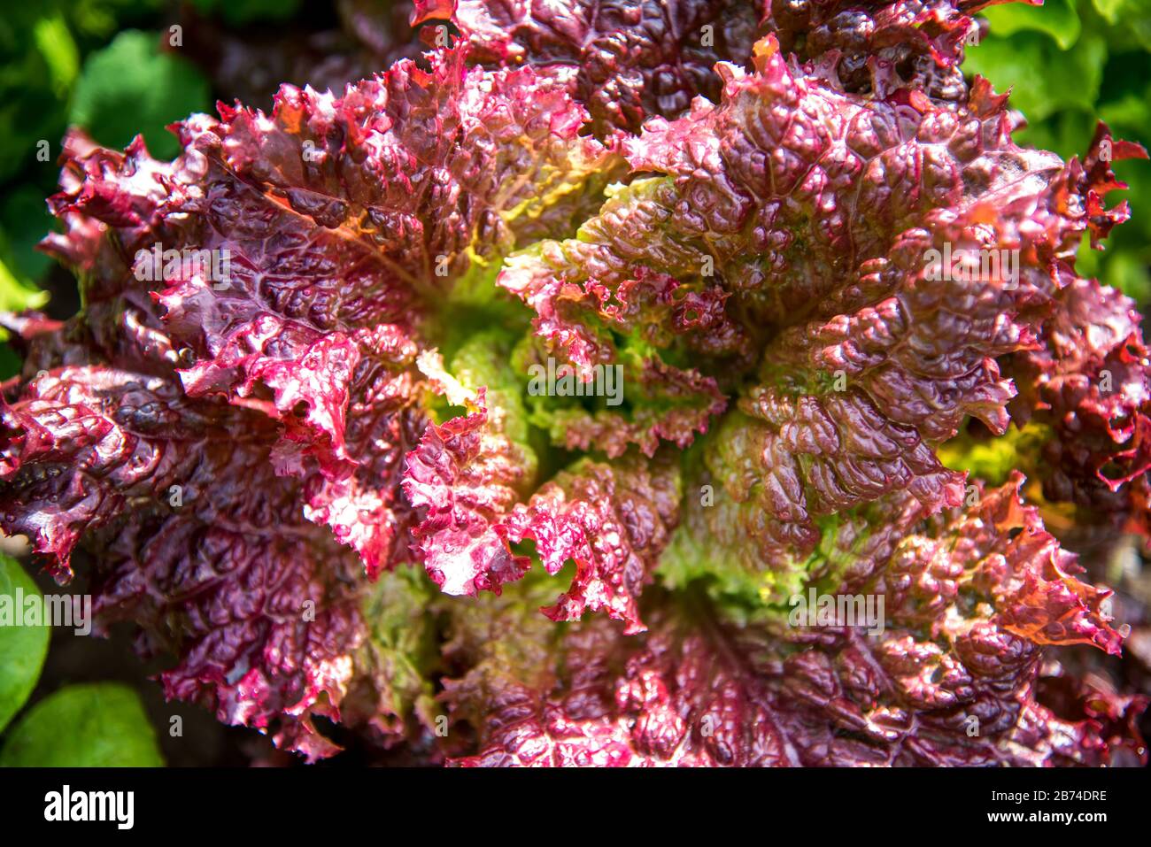 Frischer Lollo Rosso Salat Im Garten Stockfoto